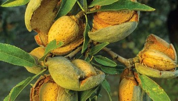 Основные виды миндальных саженцев: какой выбрать для своего сада Основные виды миндальных саженцев: какой выбрать для своего сада