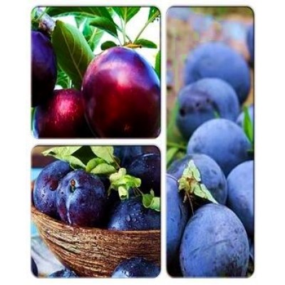 Слива > коллекция из 3-х сортов: Слива Вилора => Алыча Глобус => Слива Блэк Джем