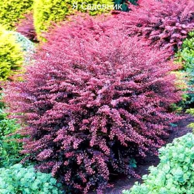 Саженец Барбариса "Фламинго" Саженец Барбариса "Фламинго"