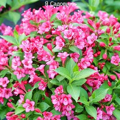 Саженец Вейгела "Рубидол" Саженец Вейгела "Рубидол"