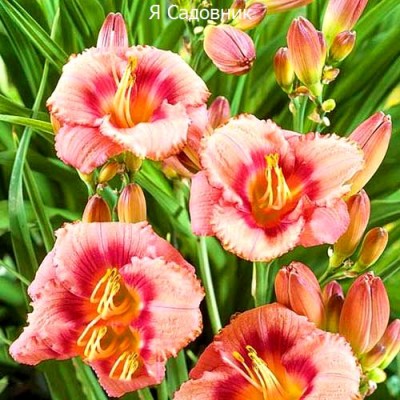 Саженец Лилейников "Строберри Кэнди" Саженец Лилейников "Строберри Кэнди"