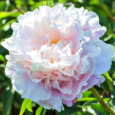 Пионы "Гардения"