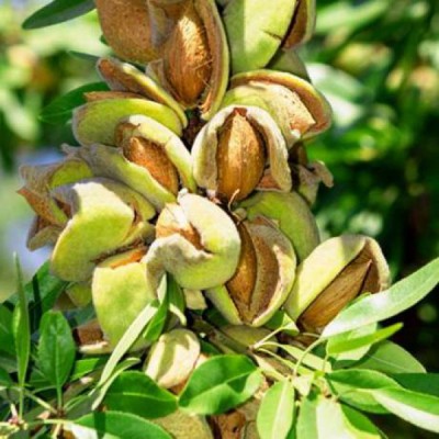 Саженец миндаля "Прибрежный" Саженец миндаля "Прибрежный"