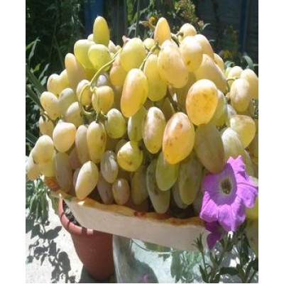 Саженец винограда "Монарх" Саженец винограда "Монарх"