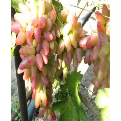 Саженец винограда "Оригинал" Саженец винограда "Оригинал"