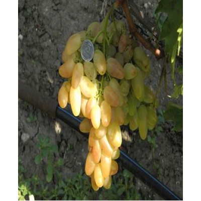 Саженец винограда "Памяти Смольникова" Саженец винограда "Памяти Смольникова"