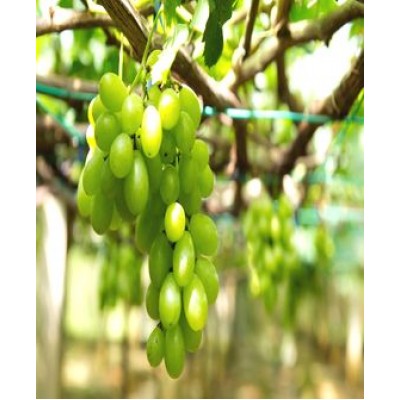 Саженец винограда "Первозванный" Саженец винограда "Первозванный"