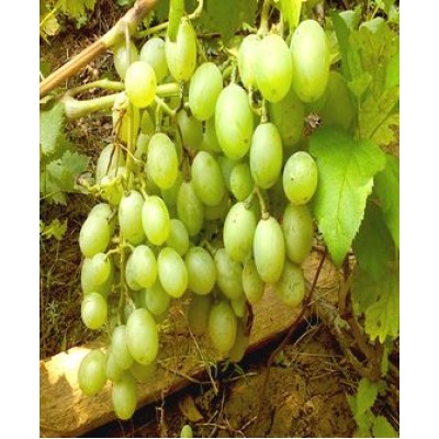 Саженец винограда "Подарок Запорожью" Саженец винограда "Подарок Запорожью"